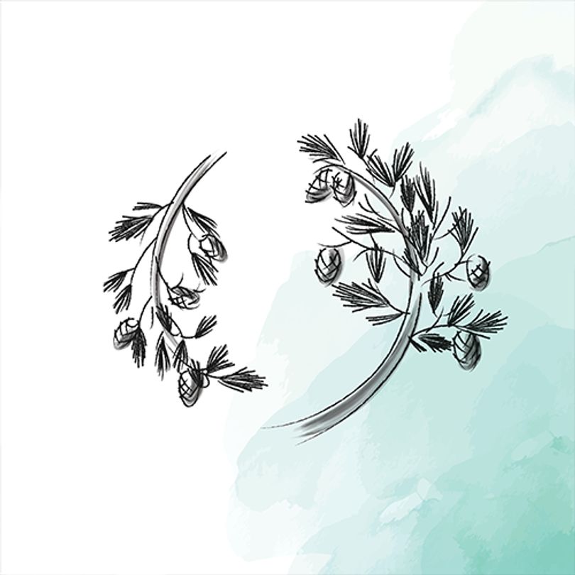 Valuing the Environment